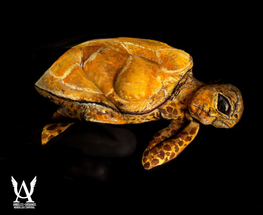 tortuga marina colombiana