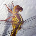 libelula