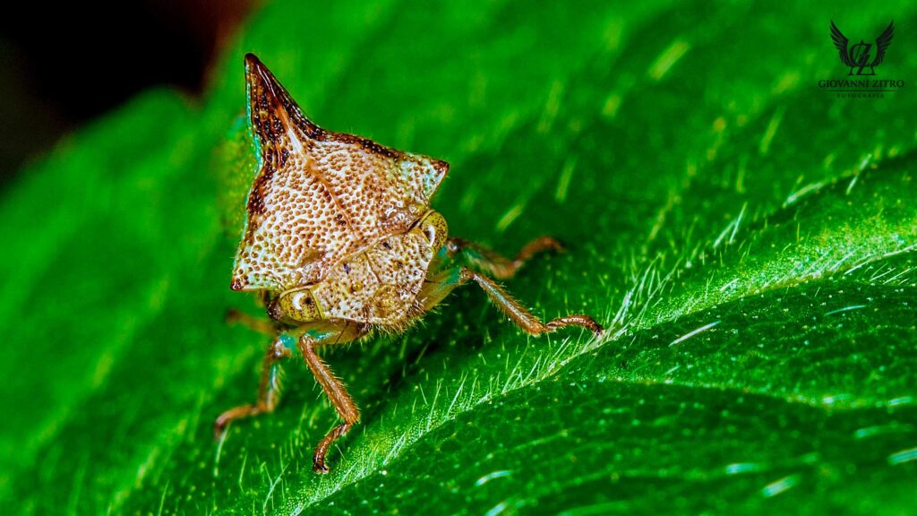 Insecto sobre brote vegetal