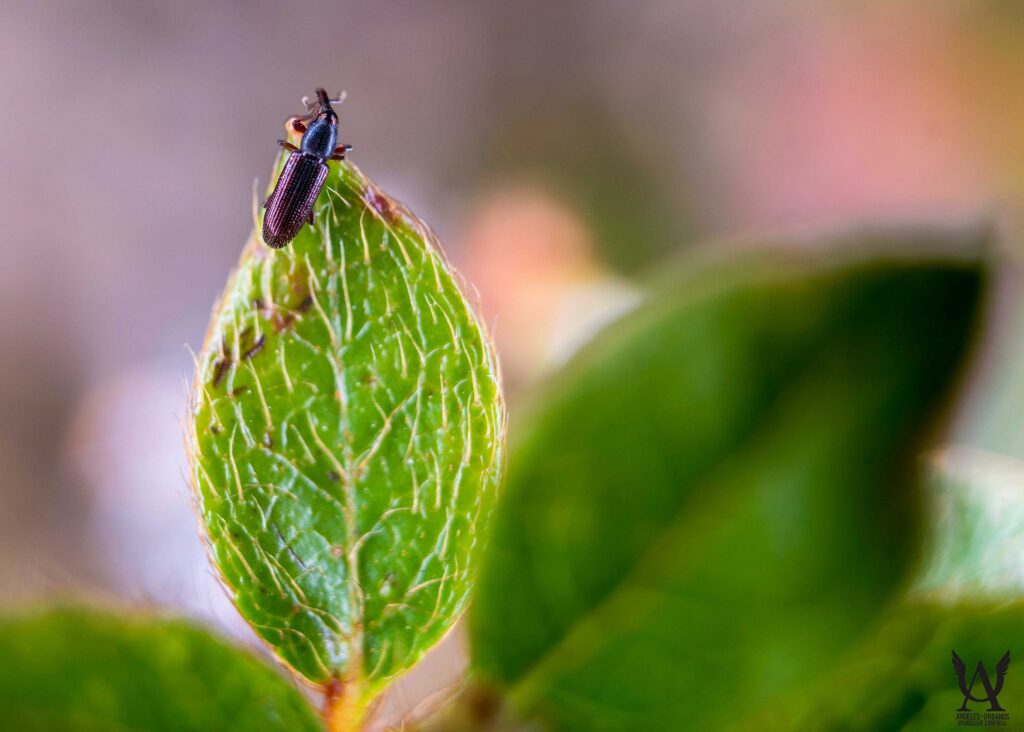 Fotografía macro de insecto oscuro posado sobre brote verde con textura vegetal y fondo desenfocado.