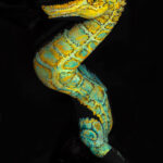 Hipocampues / Bodypainting/ Naturalia/ Zitro/2021